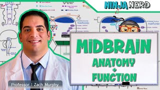 Neurology  Midbrain Anatomy amp Function [upl. by Natfa59]