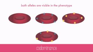 NonMendelian Genetics [upl. by Allerbag]