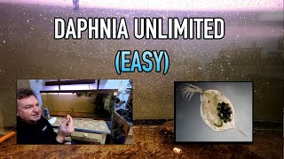 How I Raise Daphnia Water Fleas And You Can Too [upl. by Nooj293]