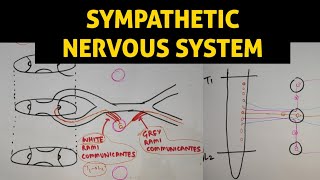 ANS  1  Sympathetic Nervous System [upl. by Kind]