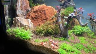 HD Rotala Vietnam Hra planting and 30 days growing [upl. by Adnilema]