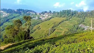 Darjeeling Tea gardens [upl. by Roath85]