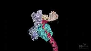 DNA Transcription Advanced Detail  HHMI BioInteractive Video [upl. by Arres]