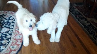 Living With Goldendoodles [upl. by Grondin]