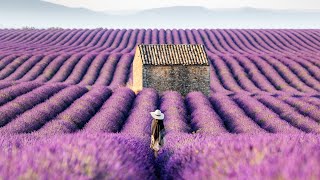 Lavender Fields of the Provence France 4K Stock [upl. by Akino]