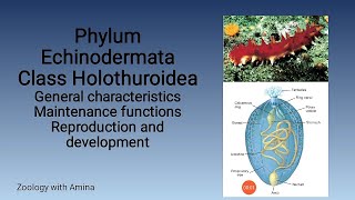 Phylum Echinodermata Class Holothuroidea  Zoology with Amina [upl. by Sivlek278]