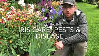 Iris Care Pests and Disease [upl. by Conney75]