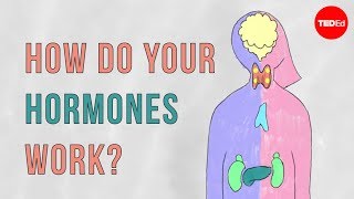 How do your hormones work  Emma Bryce [upl. by Christa]