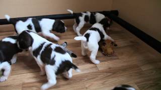 Springer Spaniel Puppies At Play [upl. by Gut289]