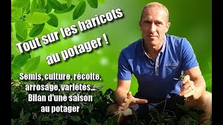 Cultiver les haricots au potager [upl. by Doxia]