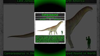 Camarasaurus [upl. by Othello]