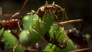 Praying Mantis Decapitated by Ant Swarm  Superswarm  BBC Earth [upl. by Rasec]