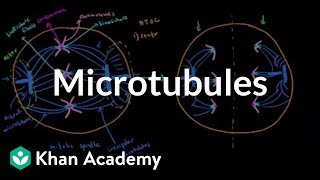 Microtubules  Cells  MCAT  Khan Academy [upl. by Aibos48]