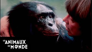 Le bonobo  champions de la nature [upl. by Ynahpets286]