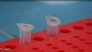 Plant DNA extraction  CTAB Method [upl. by Jecho516]