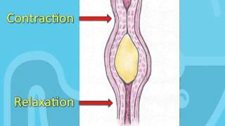 Foregut Development Esophagus amp Stomach – Embryology  Lecturio [upl. by Michelle]