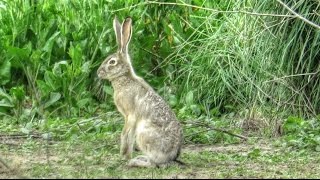 Black Tailed Jackrabbit [upl. by Feeney287]