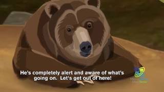 How Do Bears Hibernate [upl. by Kajdan671]