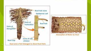 Absorption root [upl. by Enohs]