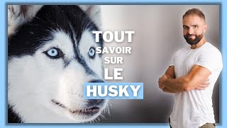 Race de chien Husky  caractère dressage comportement santé de ce chien de race [upl. by Nytsud]