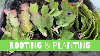 Rooting and Planting Schlumbergera Cactus  Thanksgiving Christmas Cactus [upl. by Nesnej]