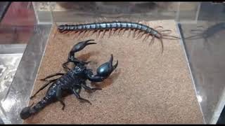 centipede against scorpion who wins [upl. by Chaunce]