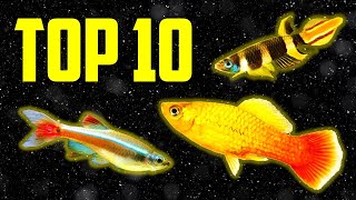 Top 10 Coldwater Fish That Dont Need a Heater [upl. by Iramo]