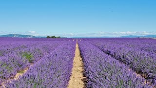 Le temps de la lavande  De SainteCroixduVerdon à Valensole [upl. by Sylvester]