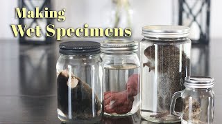 Making Wet Specimens [upl. by Jenifer403]