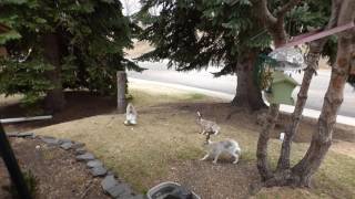 White tailed jack rabbits fight for female Calgary [upl. by Irtemed49]