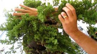 How to Create a Bonsai Tree From a Nursery Juniper Part One [upl. by Novihc105]