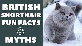 British Shorthair Cats 101  Fun Facts amp Myths [upl. by Aronaele58]