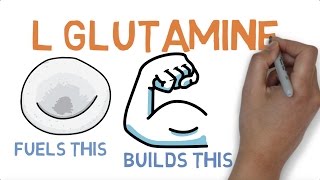 L GLUTAMINE  WHAT DOES GLUTAMINE DO [upl. by Ilana]