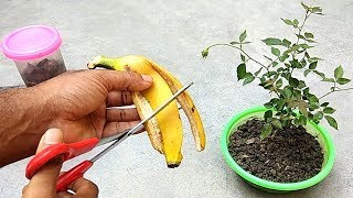 Easy and free fertilizer for any plants  Banana peel fertilizer [upl. by Materse326]