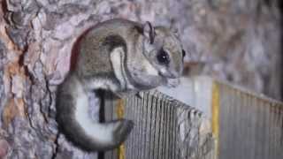 Northern Flying Squirrels [upl. by Annonyw571]