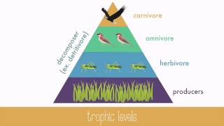 Energy Transfer in Trophic Levels [upl. by Eirased]