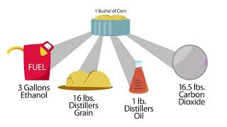 Understanding Ethanol CoProducts [upl. by Alleuqahs]