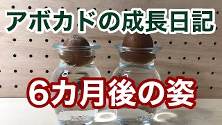 【検証】アボカドを種から育ててみた 育て方 6カ月後の姿 水耕栽培の成長日記 発芽 観葉植物 簡単な自由研究 使う物は100均のみ [upl. by Eibor]