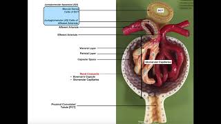 The Renal Corpuscle Glomerulus and Blood Filtration [upl. by Aynotak]