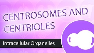 Intracellular Organelles The Centrosome [upl. by Garett836]