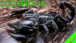 How To Keep the Asian Forest Scorpion Heterometrus Species Care [upl. by Polky]