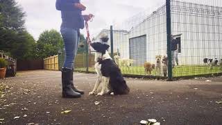 Dog Training a Reactive Border Collie [upl. by Jaynell913]