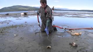 Farm raised Geoduck clams beach harvesting during low tide from Discovery Bay Washington [upl. by Dlareg]