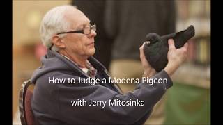 How to Judge Modena Pigeons with Jerry Mitosinka [upl. by Nnaylrebmik]