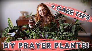 Prayer Plant Care  Collection  Calathea  Maranta  Stromanthe [upl. by Anne]