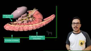 ANATOMIA DO TRATO GASTROINTESTINAL DO EQUINO [upl. by Prosser]