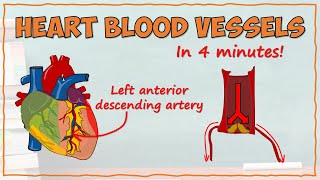 Coronary Circulation and Revascularization Animation [upl. by Teresa]