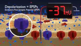 Hyperpolarization and depolarisation  neurone membrane  BioPsychology [upl. by Nera]