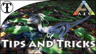 Fast Compy Taming Guide  Ark  Survival Evolved Tips and Tricks [upl. by Aicitel]