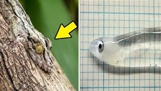 Top 10 Invisible Animals In The World [upl. by Charmion]